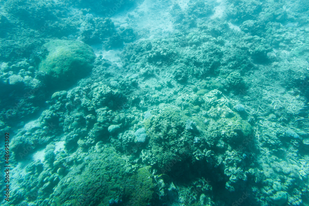 coral reef in the Red sea coral reef in the Red sea