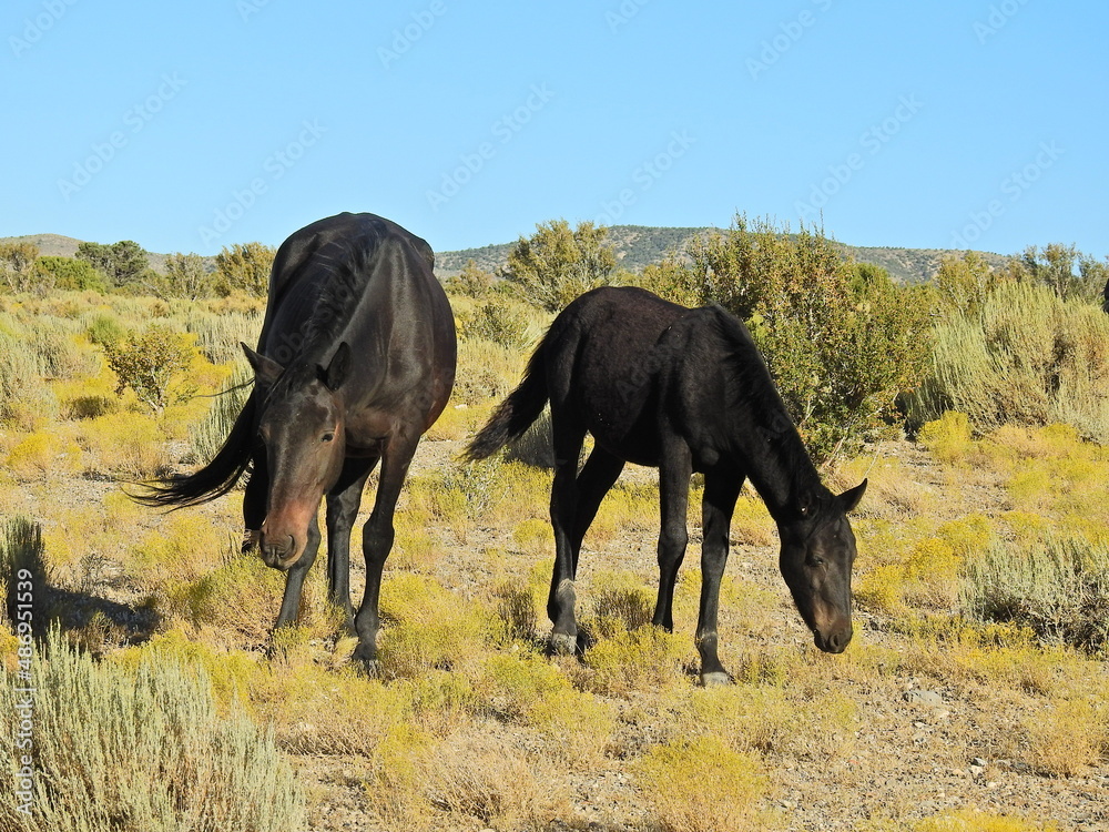Wild horses enjoying a beautiful autumn day in Nevada's high desert, that lies below the Spring Mountains. Wild horses enjoying a beautiful autumn day in Nevada's high desert, that lies below the Spring Mountains.