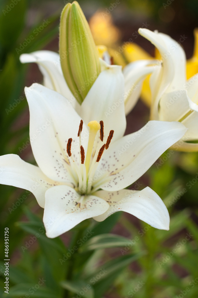 white garden lily on a blurry background white garden lily on a blurry background