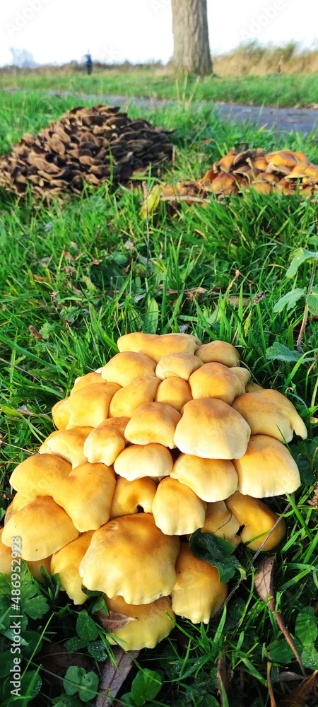 Hongos amarillos creciendo en otoño en Holanda. Hongos amarillos creciendo en otoño en Holanda.