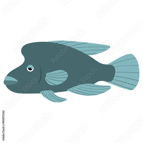 Beautiful cartoon illustration with colorful sea animals humphead wrasse on white background for print design. Kid graphic. Sea underwater life. Vector isolated hand drawing. photo