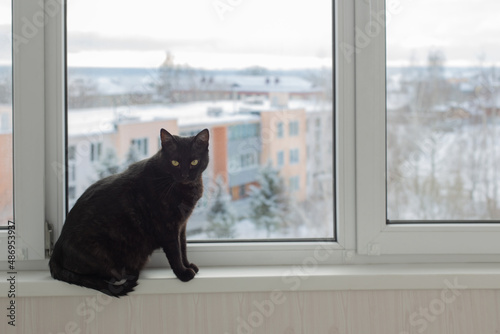 black cat on windowsill in winter