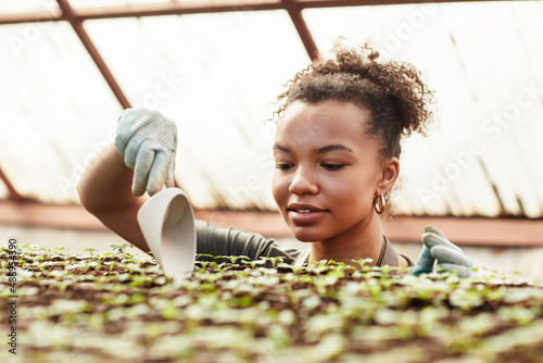 Young pretty black woman with whiteplastic garden tool replanting green seedlings growing in large modern vertical farm or greenhouse photo