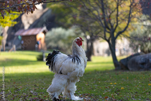 Gallina Brahma