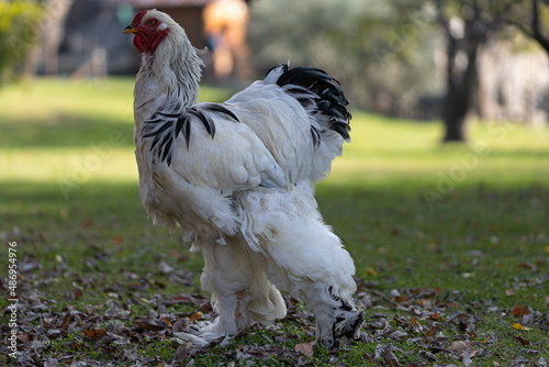 Fotografi Gallina Brahma
