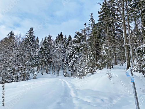 Alpine forest trails in a typical winter environment and under deep fresh snow cover - Appenzell Alps massif, Switzerland (Schweiz)