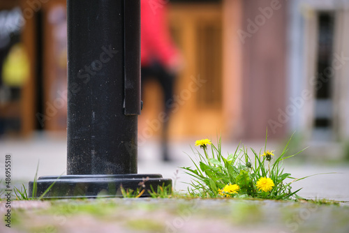 Fotografija Grass weed with yellow dandelion flowers growing through sidewalk crack on city street