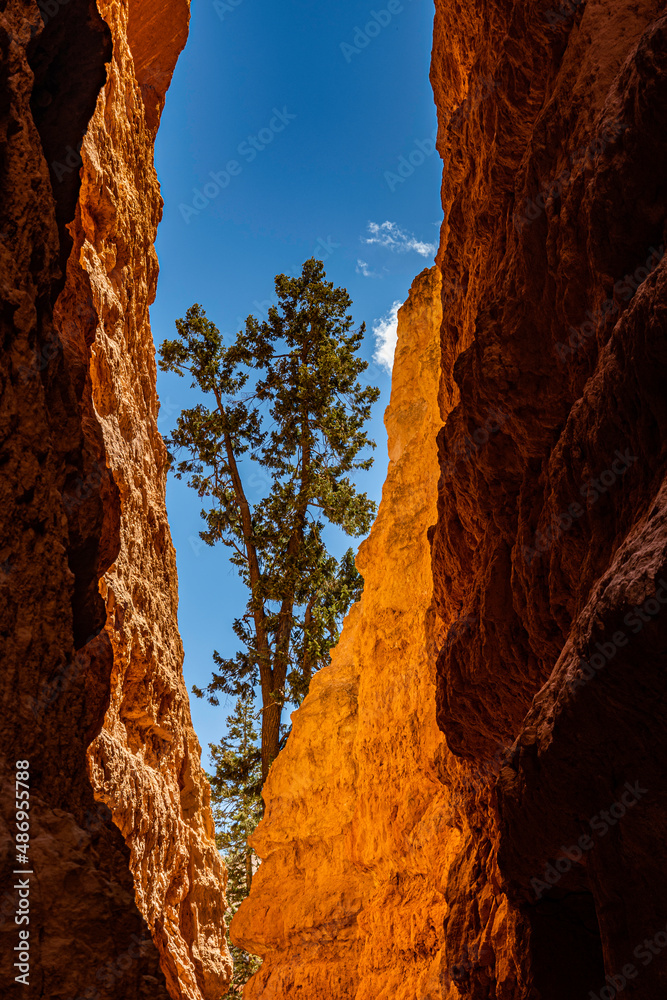 A tree framed up by the red rock cliffs at Bryce National Park 