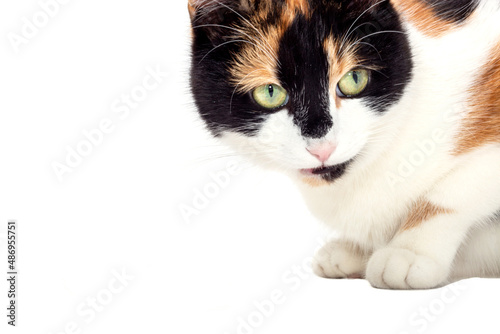 Portrait of a tricolor cat on a white background.