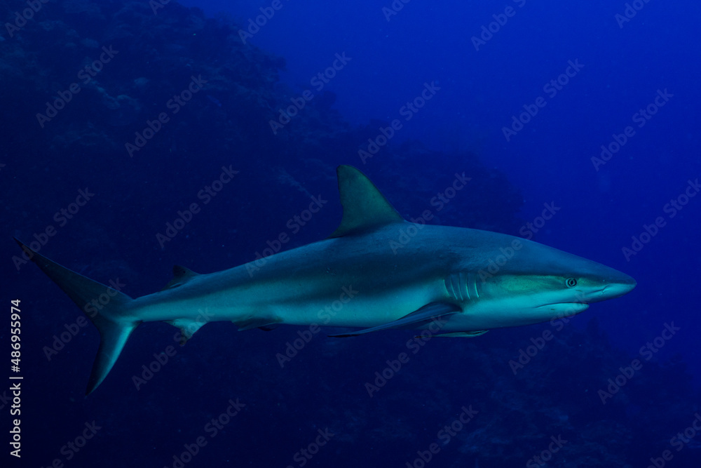 A large reef shark surveys his territory which is a stretch of Bloody Bay Wall in Little Cayman. This magnificent creature is a treasured sight for scuba divers like the one who took this picture