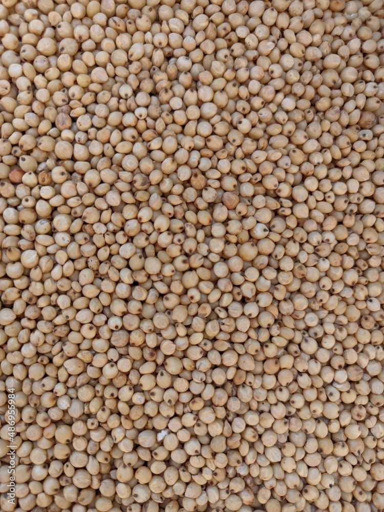 Sourghum seeds or jawar crop field seeds in farmers, Sourghum seeds or jawar crop field seeds in farmers,