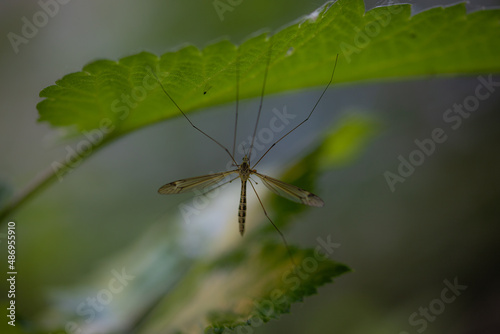 Tipulidae photo