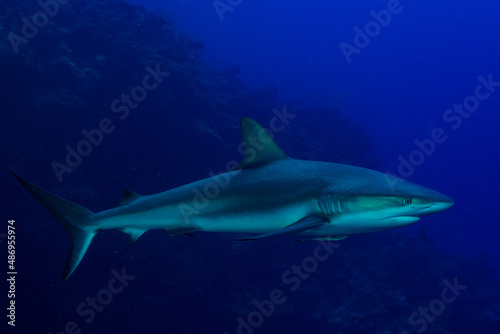 A large reef shark surveys his territory which is a stretch of Bloody Bay Wall in Little Cayman. This magnificent creature is a treasured sight for scuba divers like the one who took this picture