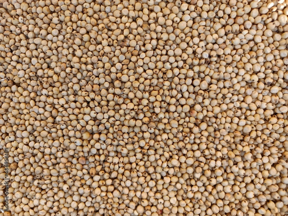 Sourghum seeds or jawar crop field seeds in farmers, Sourghum seeds or jawar crop field seeds in farmers,