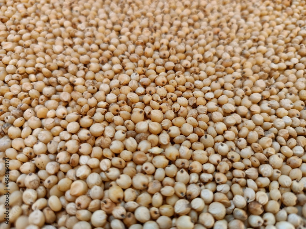 Sourghum seeds or jawar crop field seeds in farmers, Sourghum seeds or jawar crop field seeds in farmers,