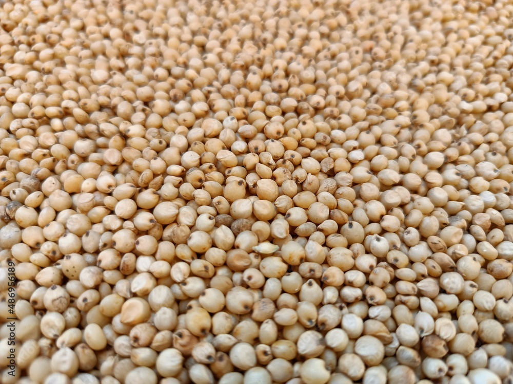 Sourghum seeds or jawar crop field seeds in farmers, Sourghum seeds or jawar crop field seeds in farmers,