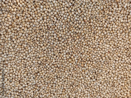 Sourghum seeds or jawar crop field seeds in farmers, 
