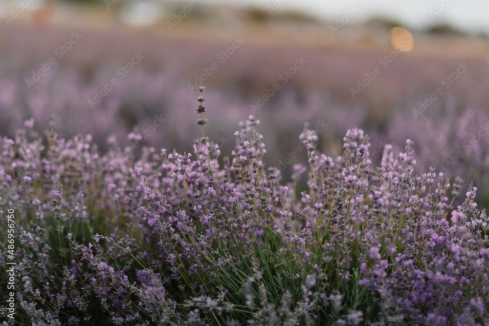 Obraz premium Beautiful purple lavender field at sunset. Rest and beautiful nature. Lavender blooming and flower picking.