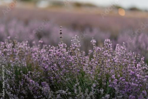 Beautiful purple lavender field at sunset. Rest and beautiful nature. Lavender blooming and flower picking.