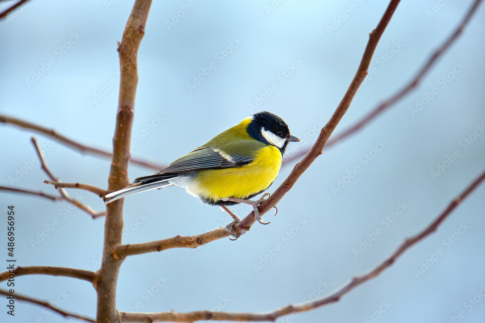 Naklejka premium Yellow wild tit bird perching on tree branch on cold winter day