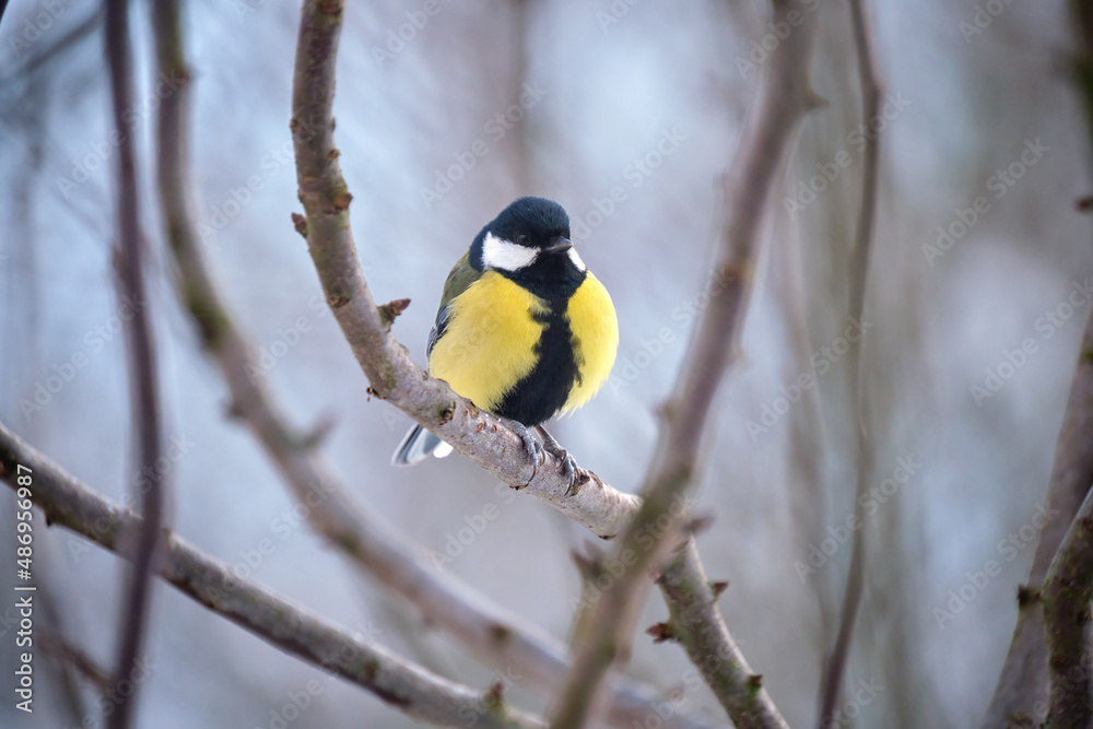 Yellow wild tit bird perching on tree branch on cold winter day Yellow wild tit bird perching on tree branch on cold winter day
