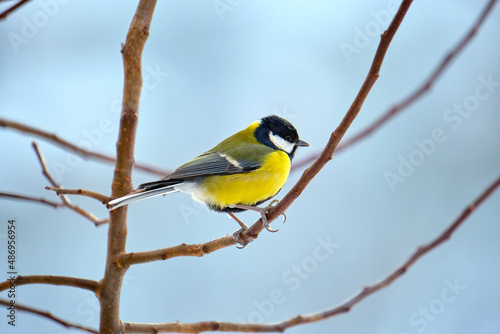 Yellow wild tit bird perching on tree branch on cold winter day © bilanol