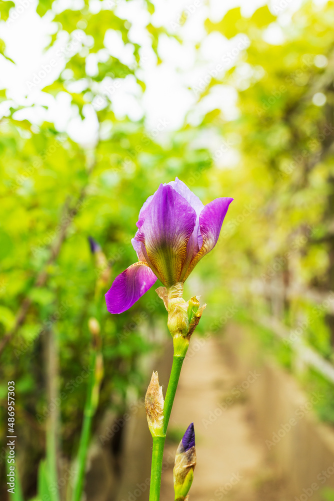 Fototapeta premium blooming iris in the vineyard between the rows