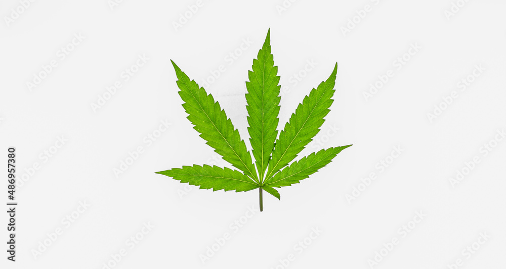 Marijuana green leaf on white background interior