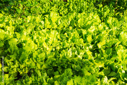 Juicy young lettuce leaves grow in the garden