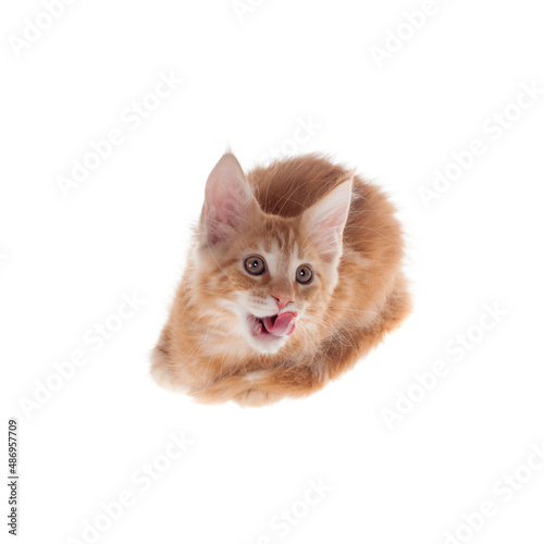 Red Maine Coon cat isoated on white