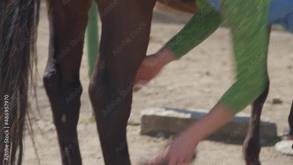 horse care, combing and brushing. young woman takes care of the horse before the ride horse care, combing and brushing. young woman takes care of the horse before the ride