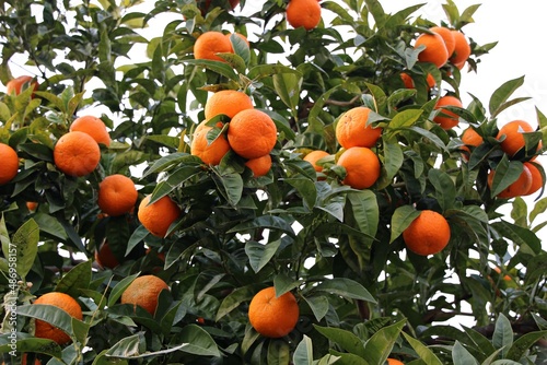 Italy, Garda Lake: Mandarin tree.