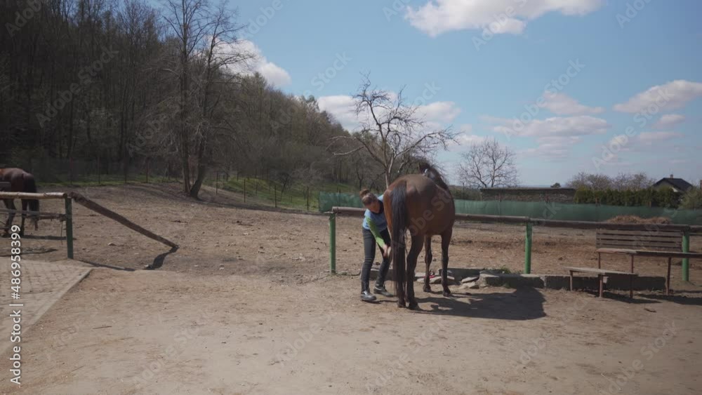 horse care, combing and brushing. young woman takes care of the horse before the ride horse care, combing and brushing. young woman takes care of the horse before the ride