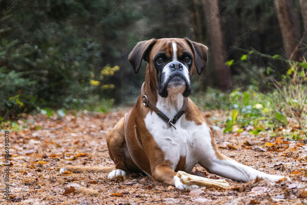 Boxerhündin Vritzie