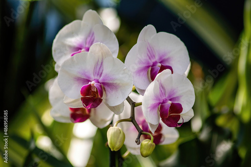 Purple and white moth orchid