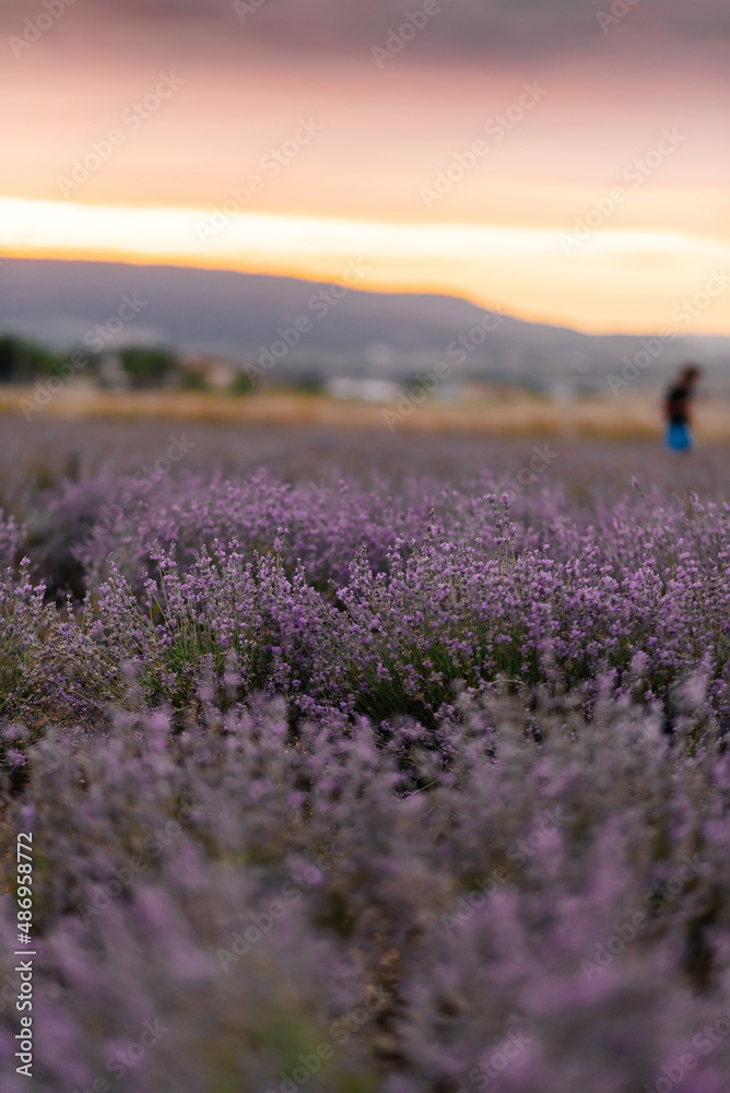 Fototapeta premium Beautiful purple lavender field at sunset. Rest and beautiful nature. Lavender blooming and flower picking.