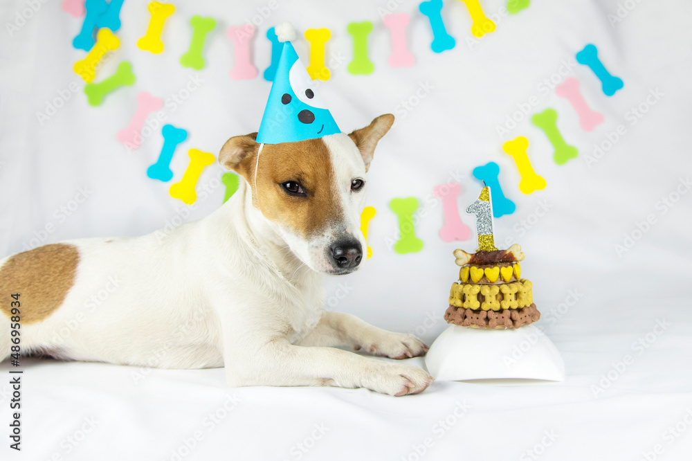 Fototapeta premium Dog birthday