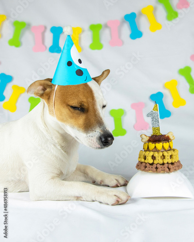 Dog birthday © Daria