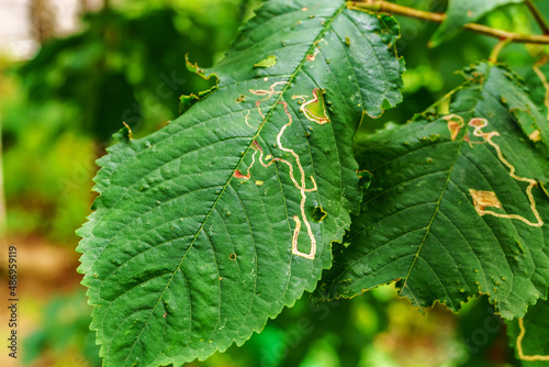 Green leaf with traces of movement of a poisonous snail photo