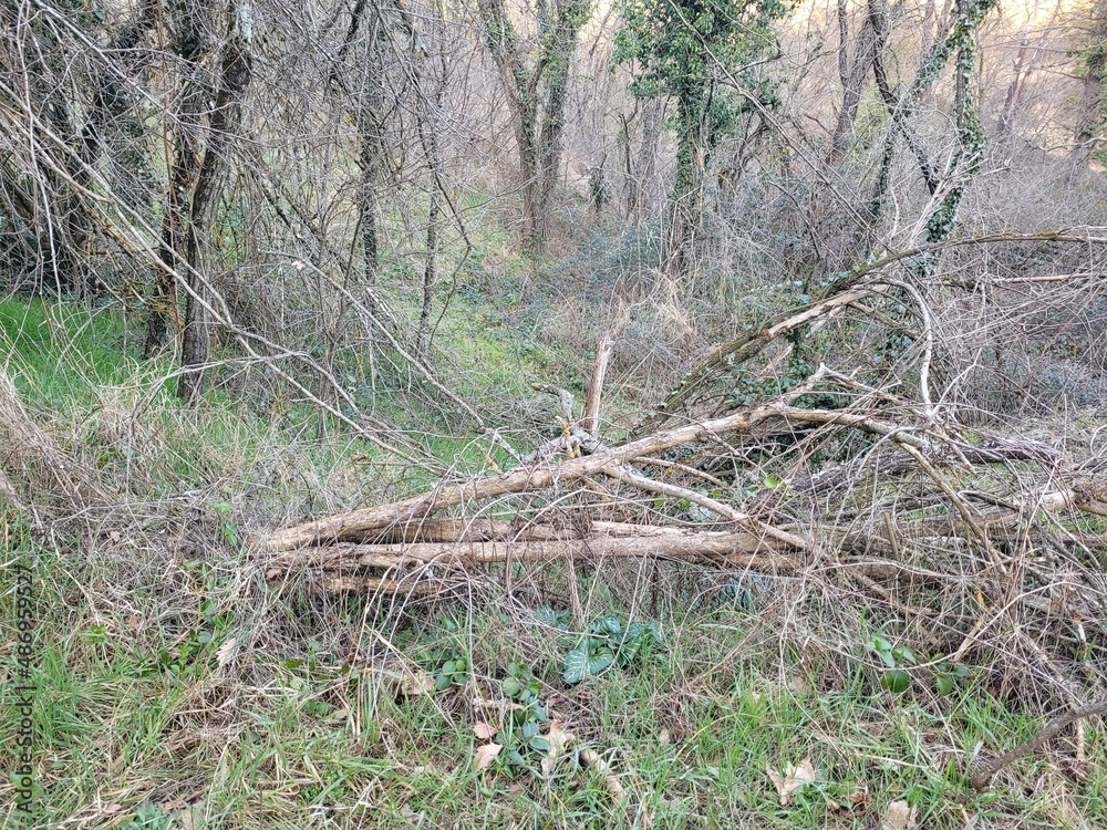 Forêt Forêt