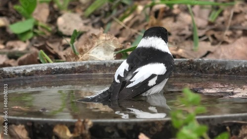Collared flycatcher bathes in an oak forest