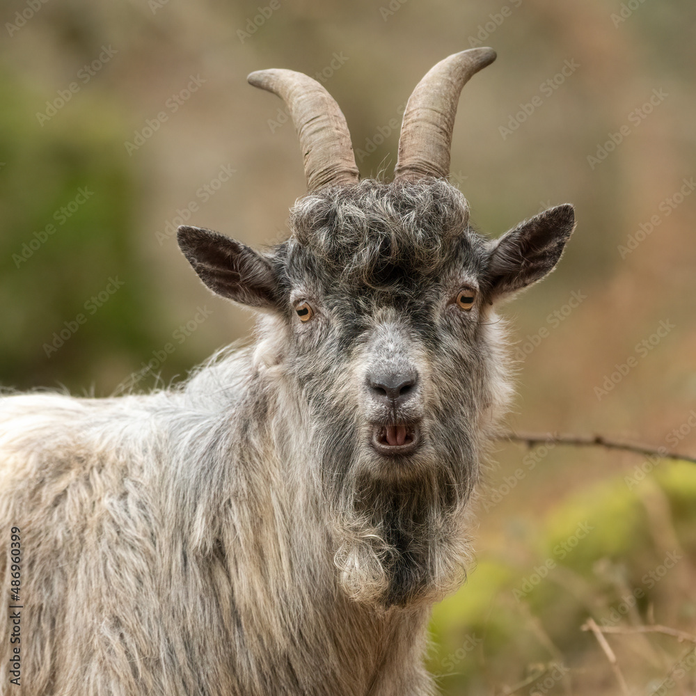 Mountain goat portrait, Snowdonia, North Wales Mountain goat portrait, Snowdonia, North Wales