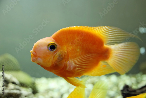 Goldfish swimming in aquarium water