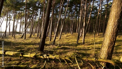 Beautiful seaside pine tree forest at Baltic sea coast near Klaipeda in Lithuania. 