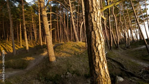 Pine forest growing on sand dunes at Baltc sea coast in Lithuania.