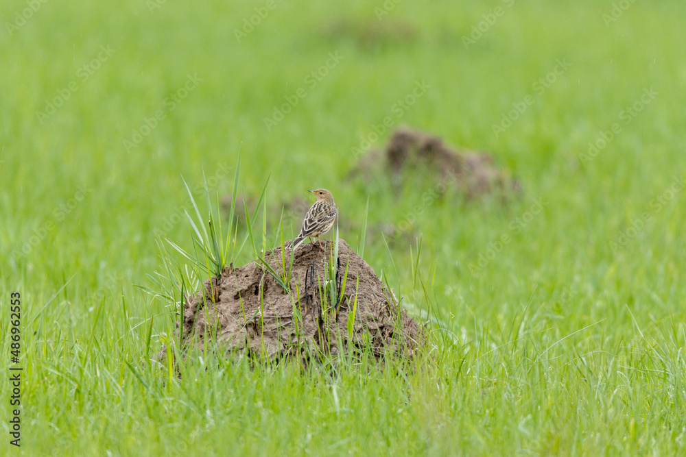 Fototapeta premium Red-throated Pipit (Anthus cervinus)