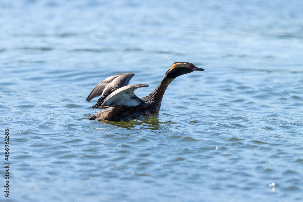 Slavonian Grebe (Podiceps auritus).