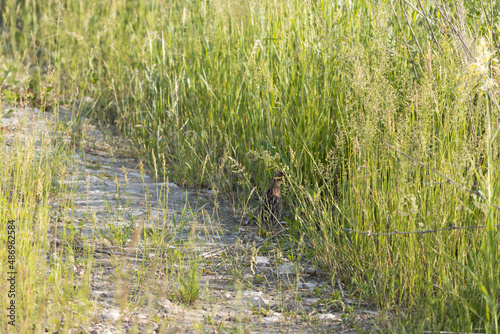 Quail (Coturnix coturnix) photo