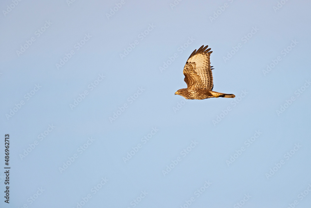 Fototapeta premium A Common buzzard (Buteo buteo) In flight at sunset.