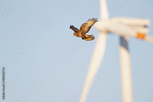 A Common buzzard (Buteo buteo) In flight with windturbines in the background.